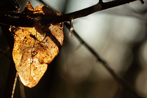 A closeup shot of a dried leaf on a bare tree branch.