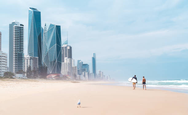 одинокая чайка смотрит на пару серферов, идущих по пляжу, с горизонтом голд-коста впереди них. панорама пляж�а серферс парадайз с волнами тих - australian seagull стоковые фото и изображения