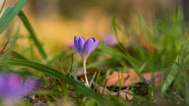 istock Meadow with purple snowdrop flowers in spring 1479373160