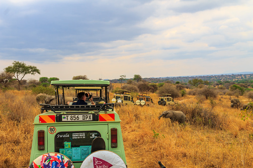 Tarangire, Tanzania - September 9, 2021: Tourists in SUV cars watching and taking photos of african elephants in Tarangire national park, Tanzania