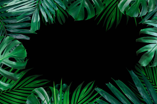 istock Summer tropical leaves with blank paper on white background 1479374163