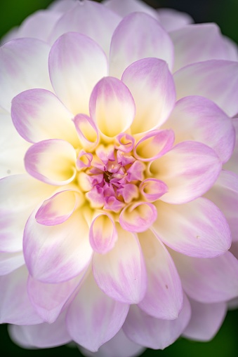 Vivid close-up shot of a beautiful Dahlia flower in full bloom