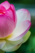 istock Closeup shot of a single pink lotus flower in full bloom 1479375559