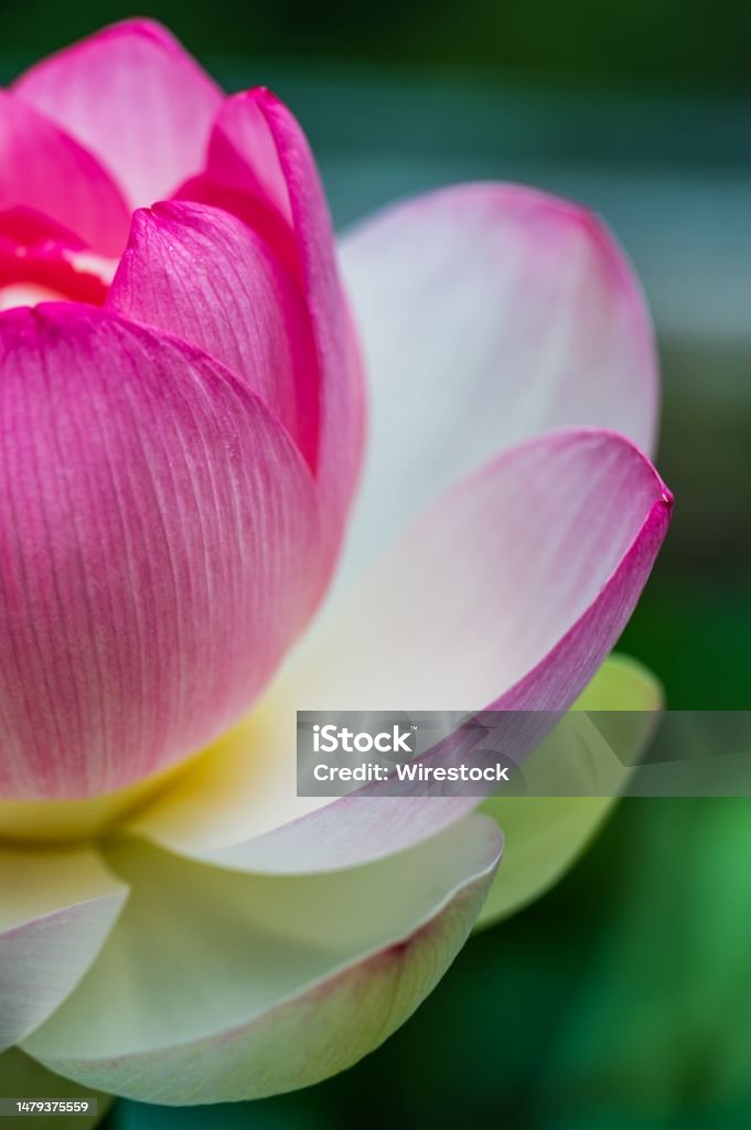 Closeup shot of a single pink lotus flower in full bloom A closeup shot of a single pink lotus flower in full bloom, its delicate petals illuminated by natural light Photography Stock Photo