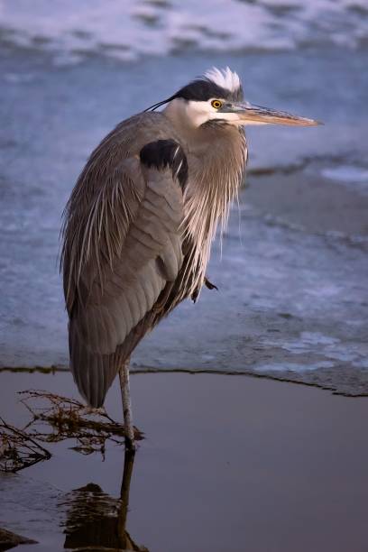 istock Great blue heron perched on a beach shoreline, near the calm, blue waters 1479376571