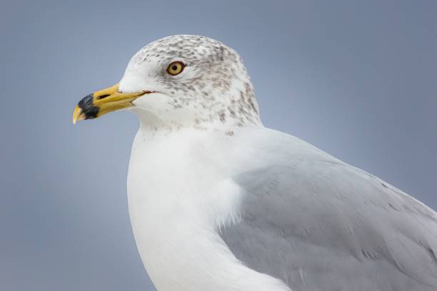 istock Closeup of a seagull on a blurred background 1479376580