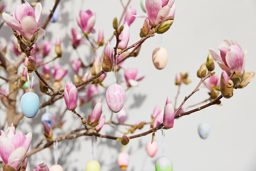 a blooming magnolia hung with painted Easter eggs, photographed in high resolution