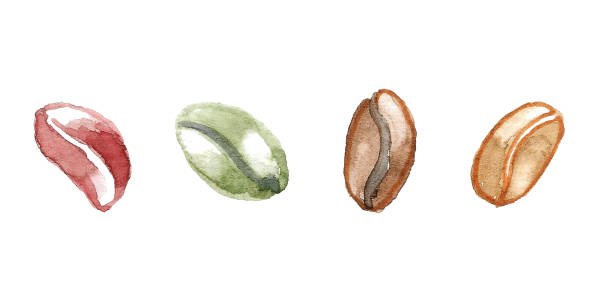 istock A set of coffee beans in green, red, brown dark and light shades. 1479376905