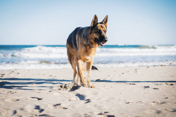 An old german shepherd dog on the beach