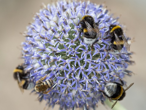 A closeup shot of bees on a purple ball thistle flower.