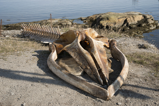 A closeup shot of humpback whale skeleton on the ground