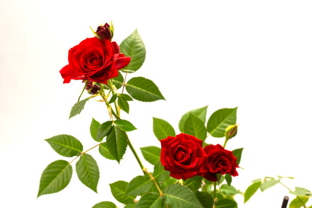 istock Red roses in a pot isolated on a white background. 1479381222