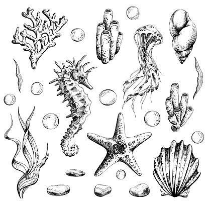 Marine set of isolated illustrations on a white background seahorse, jellyfish, shells, algae, corals, bubbles, pebbles and starfish. Hand drawn illustration in graphics, EPS vector file
