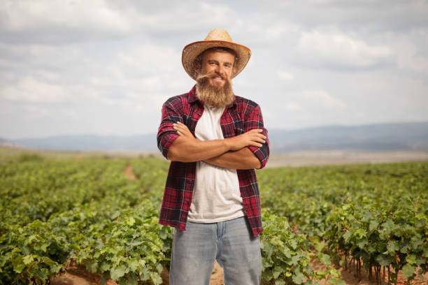 istock Farmer with a straw hat posing on a grapevine field 1479383248