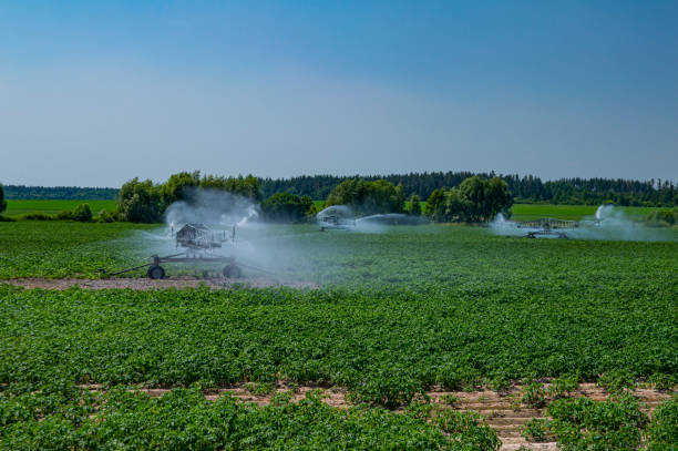 maschinelle bewässerung eines landwirtschaftlichen feldes mit wasser. - commercial sprinkler system stock-fotos und bilder