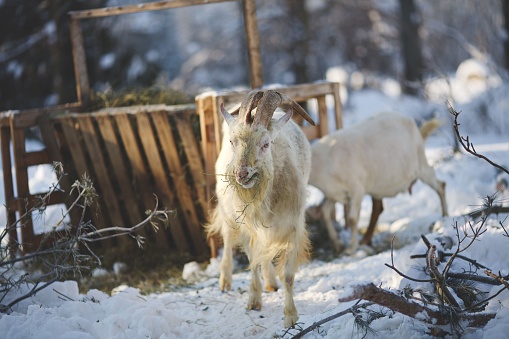 A pastoral winter scene in the countryside, with a goat grazing plants