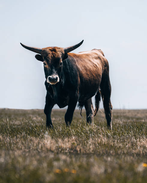 istock a bull standing in a field with its front turned away from the camera 1479384373