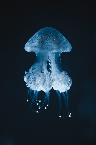A beautiful shot of an elegant blue jellyfish gliding through a deep ocean of tranquil water