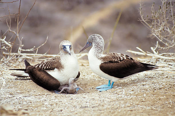 istock Blue-footed boobies, Galapagos Islands, Ecuador 147938572