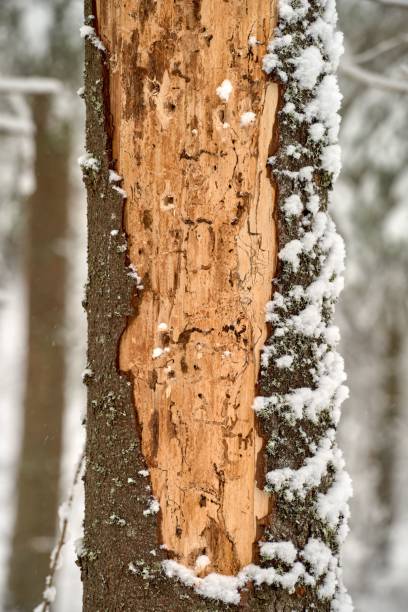 Close-up of the bark of a tree during winter with the intricate patterns and textures of its surface A close-up of the bark of a tree during winter, featuring the intricate patterns and textures of its surface gnarly wood texture stock pictures, royalty-free photos & images