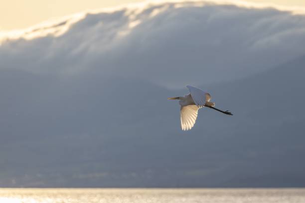 istock Great egret soars low over a tranquil lake surrounded by imposing mountains in the backdrop 1479388816