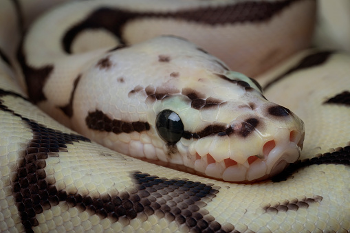 ball python behavior - animalbehaviorcorner Images... Ball Python Stock Photo - Download Image Now - Animal, Animal Behavior ...