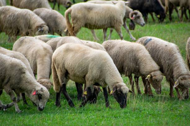istock Large group of sheep grazing on a lush green field 1479392676