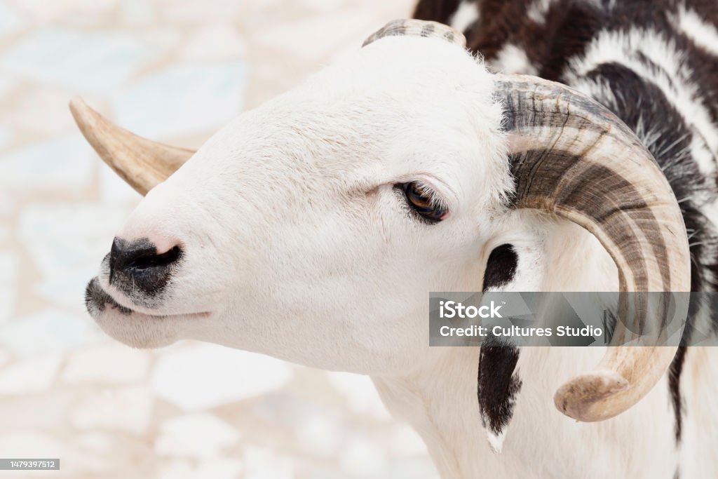 뒤뜰에 서있는 흰색과 검은 색 Sahelian 숫양 의 클로즈업 초상화 사진 Eid al-Adha에 대한 스톡 사진 및 기타 ...