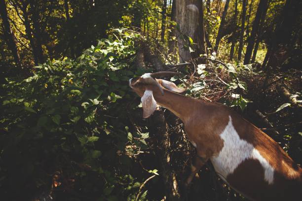A curious goat peers up among the trees in a sunny forest setting