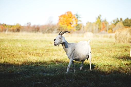 A white sheep stands in a golden field of grass, illuminated by the warm autumn sunlight