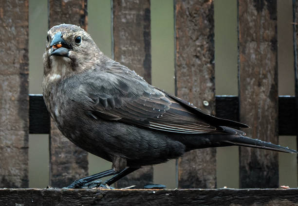 istock Gray Catbird on the bird feeder 1479399673