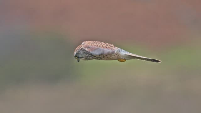 Close-up shot of a Common kestrel in flight with a blurred background