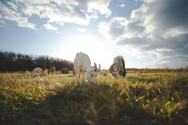 istock a herd of goats grazing in a pasture under the sun 1479400332