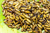 Deep fried silk worm is a popular street food delicacy in Thailand