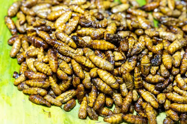 Photo of Deep fried silk worm is a popular street food delicacy in Thailand