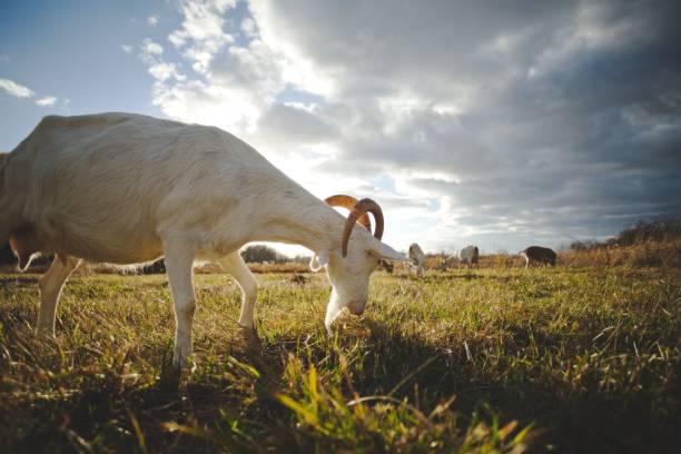 istock a goat grazing on grass in a field while the sun shines through clouds 1479400354