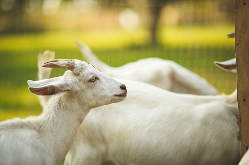 White baby goat stands near mother in sunny outdoor setting