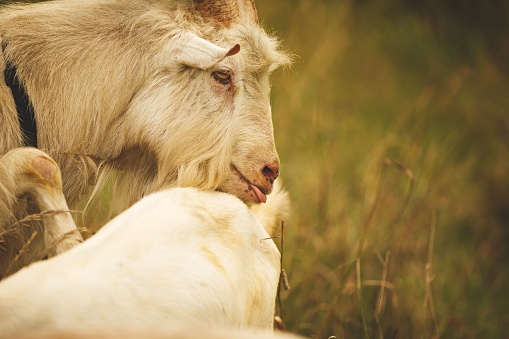 An inquisitive adult goat with long, shaggy fur stands in a rural field, curiously sniffing at a younger goat nearby
