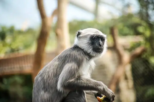 A Langoor or Langur Monkey eating fruit in a zoo enclosure