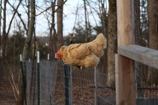 Concept of Balance -2 A chicken perched precariously on a fence woodward stock pictures, royalty-free photos & images