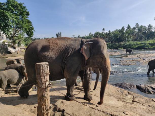 istock Asian elephant is chained on a wooden post near the river. 1479400700
