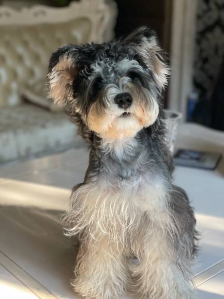 istock Vertical closeup of a cute Miniature Schnauzer. 1479400923