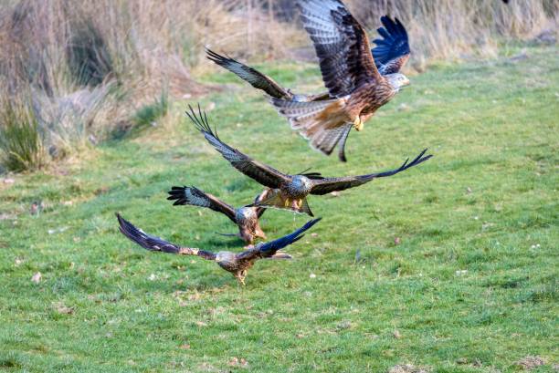 istock Majestic hawk soaring with its wings wide opened with a field in the background 1479400985