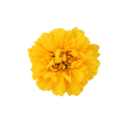 Beautiful yellow marigold flower. Isolated on a white background. Top view.