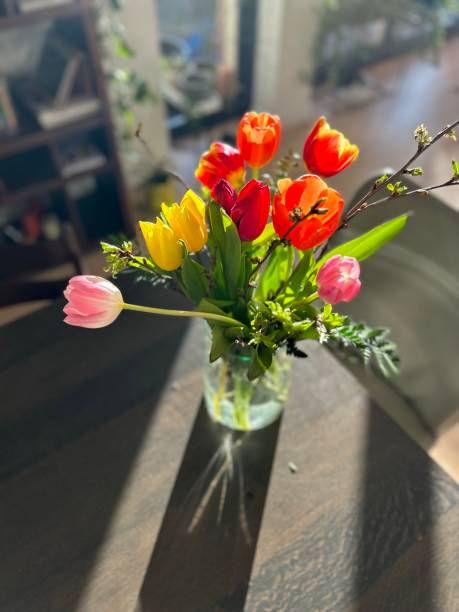 istock Tulips bucket on a wooden table 1479405441