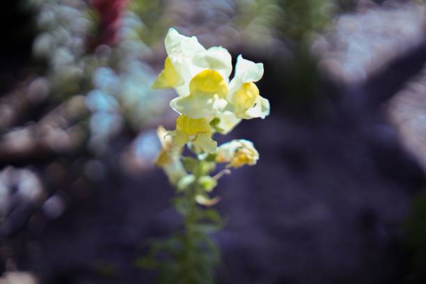 A vibrant yellow toadflax with multiple petals  in front of a lush green bush
