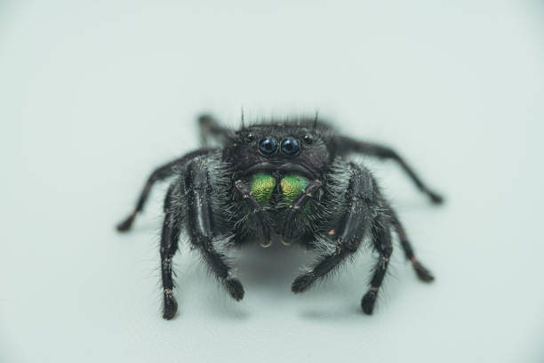 istock Selective focus shot of a Phidippus audax spider on a light blue surface 1479405495