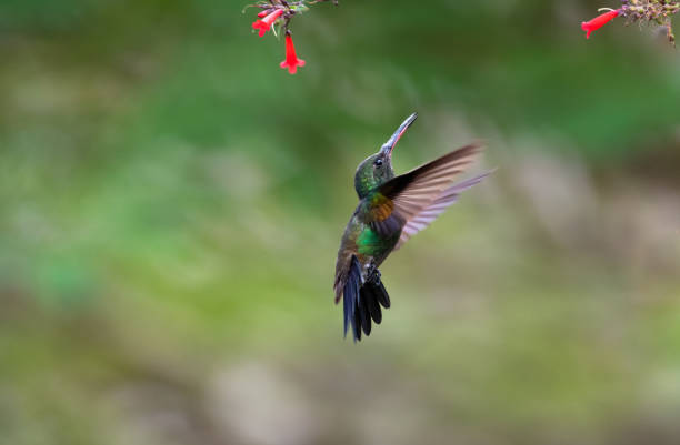 istock Minimalist scene of a Copper-rumped hummingbird in unique pose 1479409385
