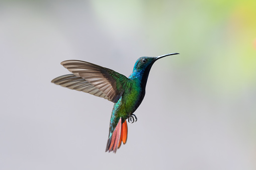 Colorful, Black-throated Mango hummingbird, Anthracothorax nigricollis, with orange tail hovering against a gray background.