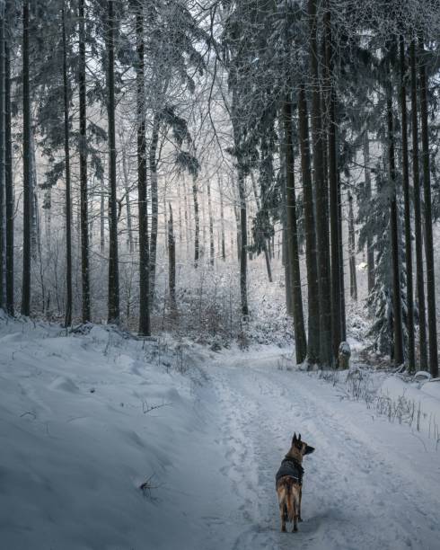 istock Vertical shot of a malinois walking through a pathway in a forest covered in the snow 1479409444